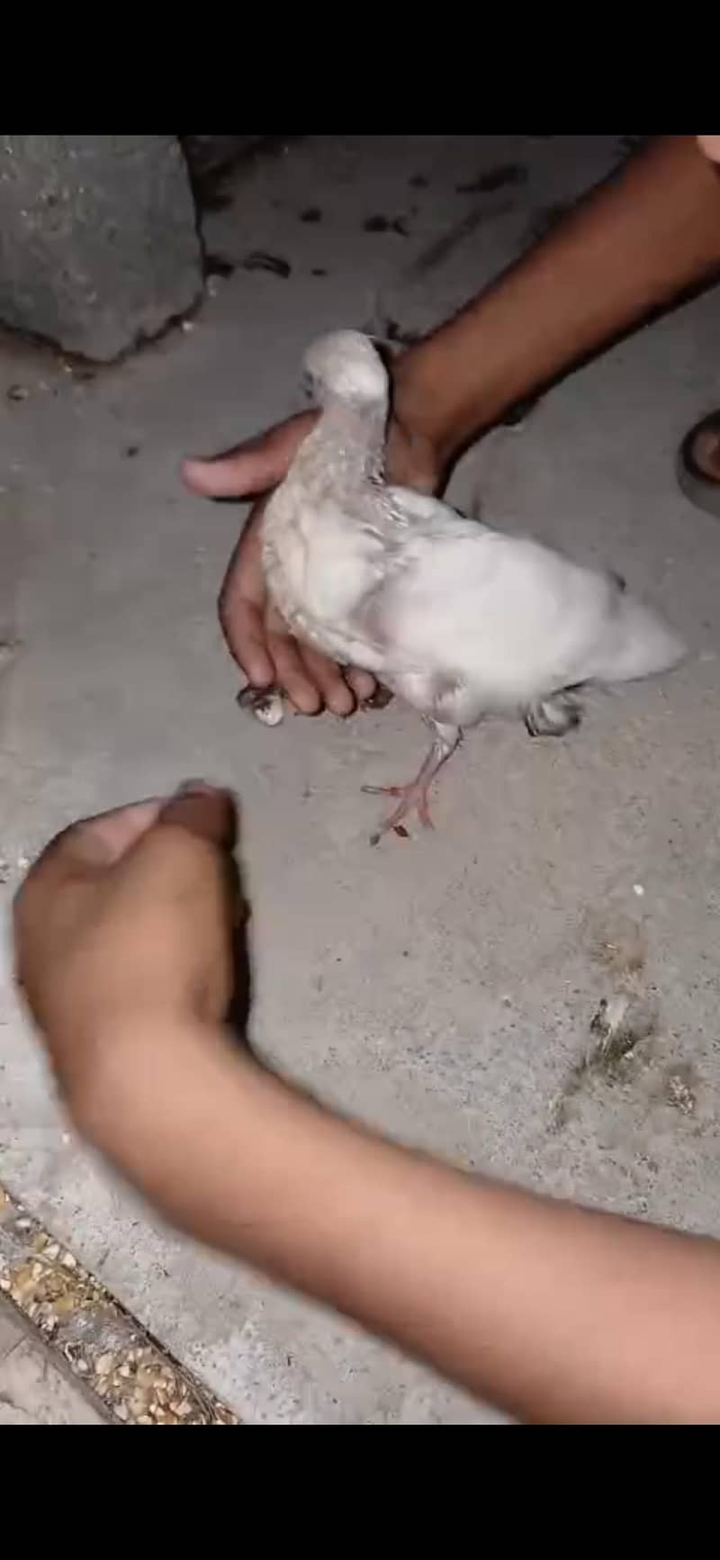 kabootar patha 1