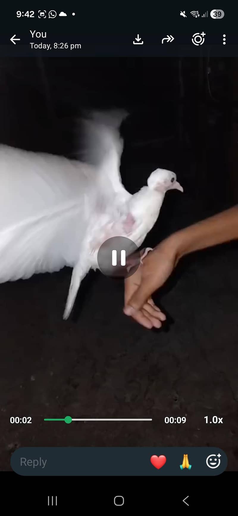 kabootar patha 3