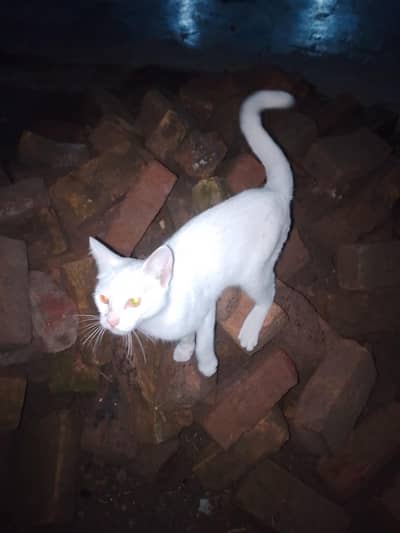 one cat