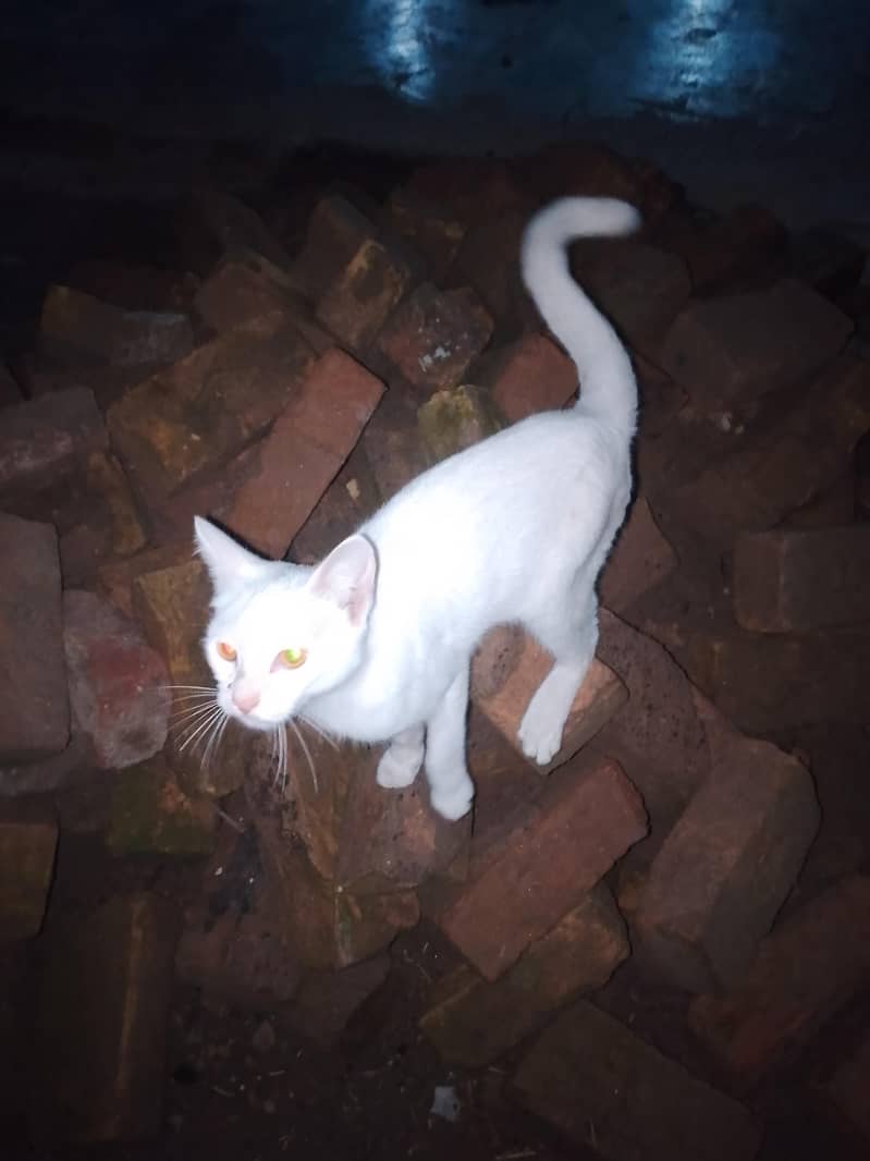 one cat 0