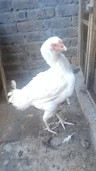 Paper White Heera Madi kurkh