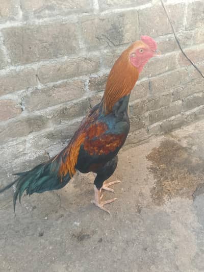 ASEEL PATHA FOR SALE !