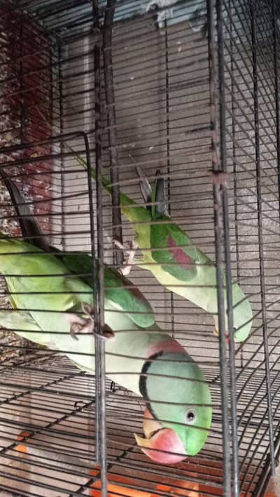 Talking pahari pair