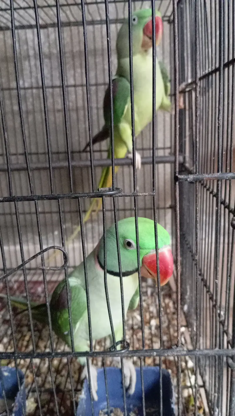 Talking pahari pair — photo 2