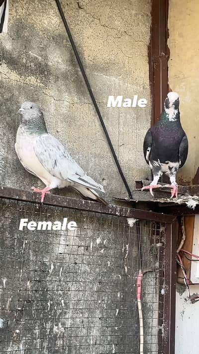 Some Mix breed pegions and one Lahore Sherazi Male