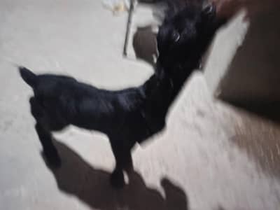bacha for sale bakra ka bacha pure betal
