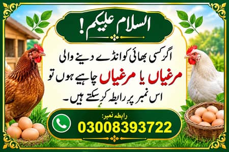 hens for sale