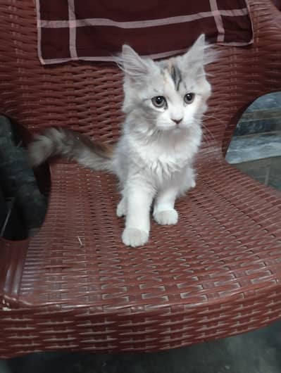 female kitten for sale