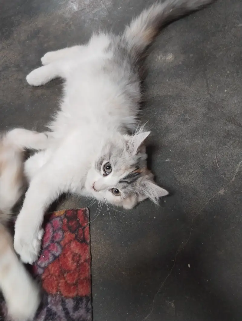 female kitten for sale — photo 2