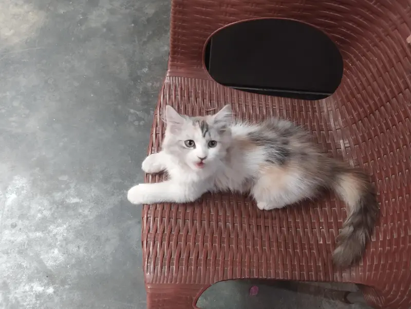 female kitten for sale — photo 3