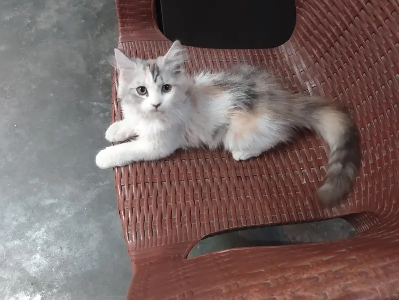 female kitten for sale — photo 4