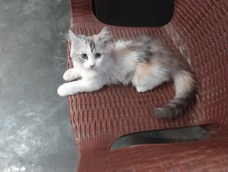 female kitten for sale — photo 5