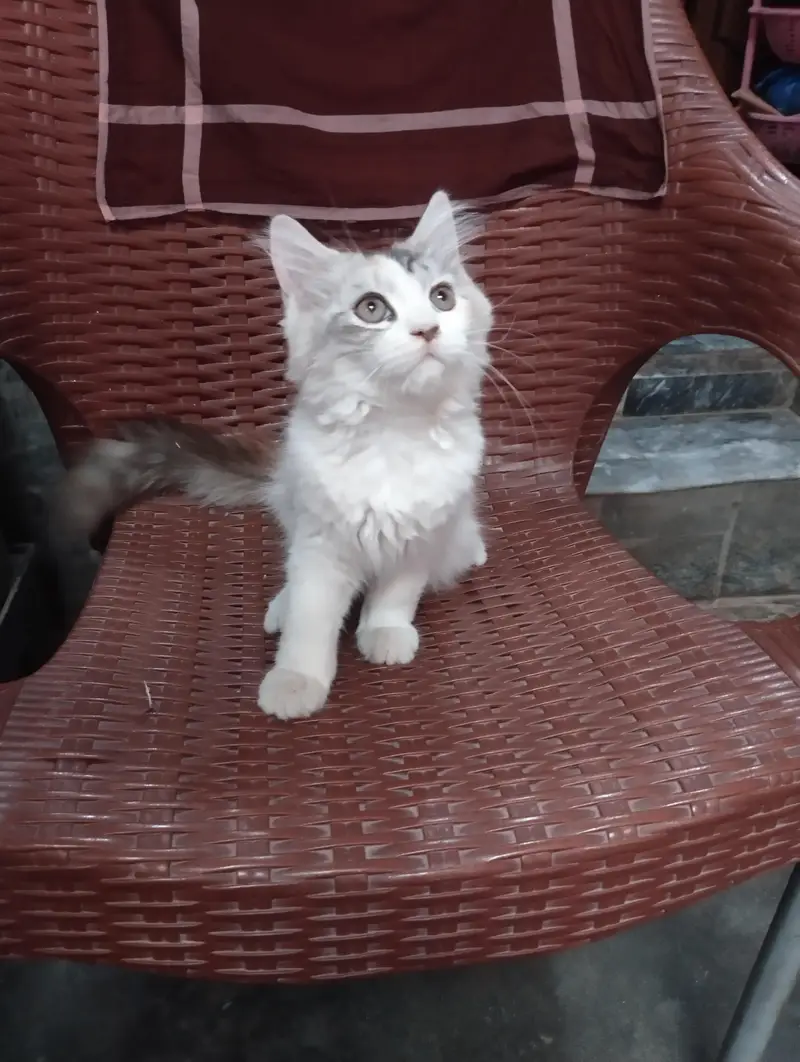 female kitten for sale — photo 6