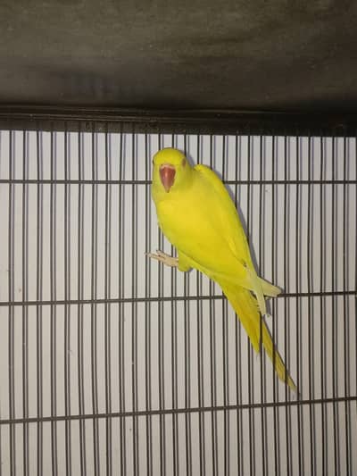 yellow Female