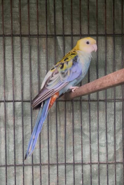 Rosella breeder pair