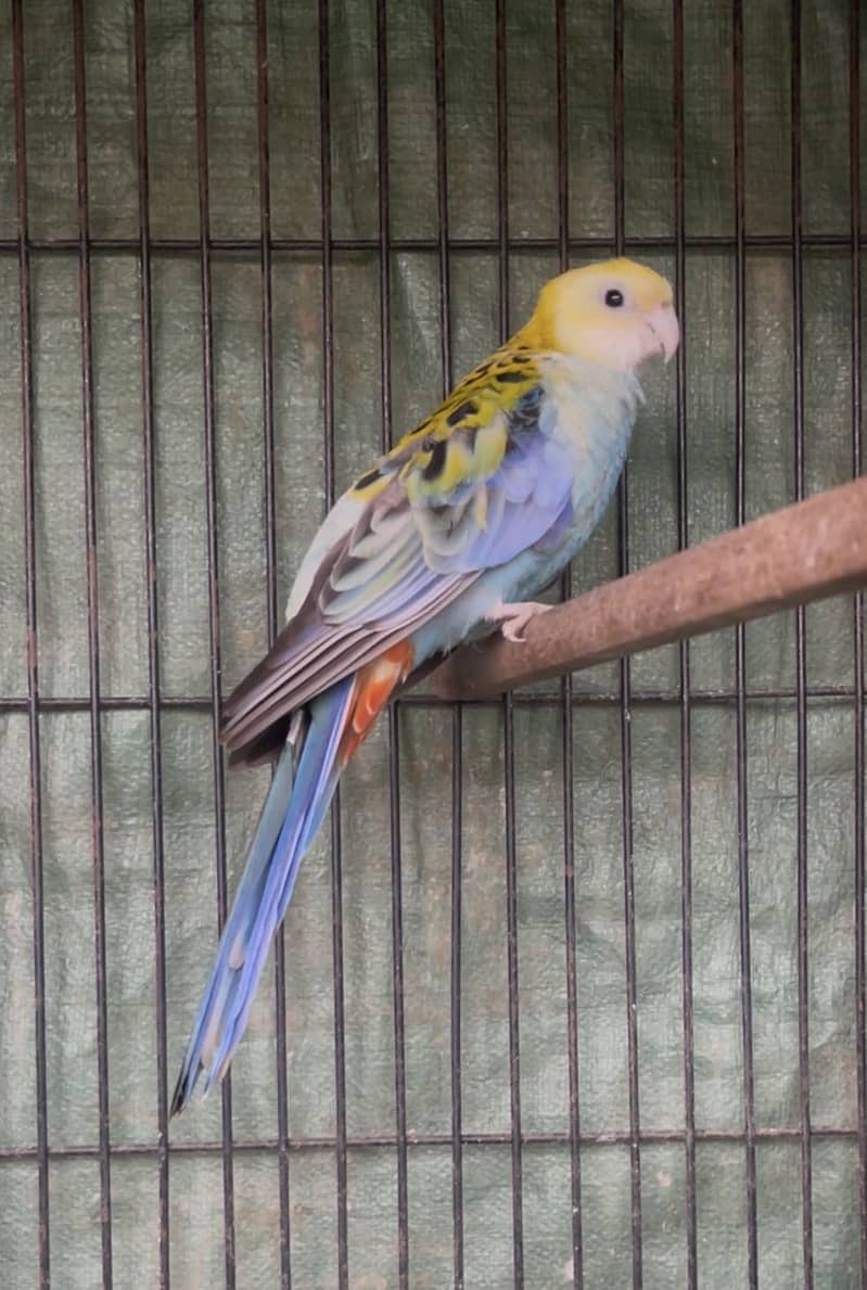 Rosella breeder pair 0