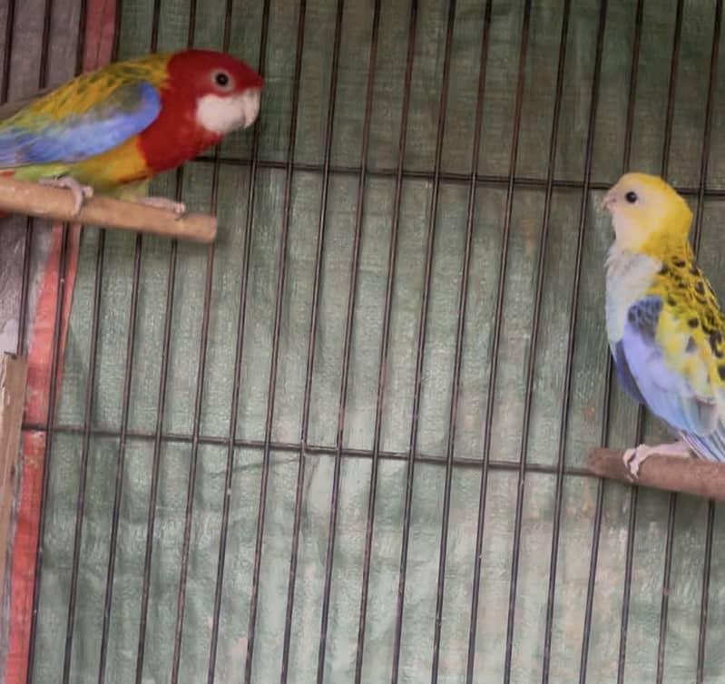 Rosella breeder pair 1