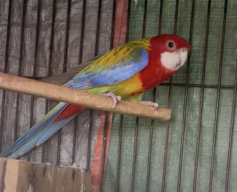 Rosella breeder pair 2