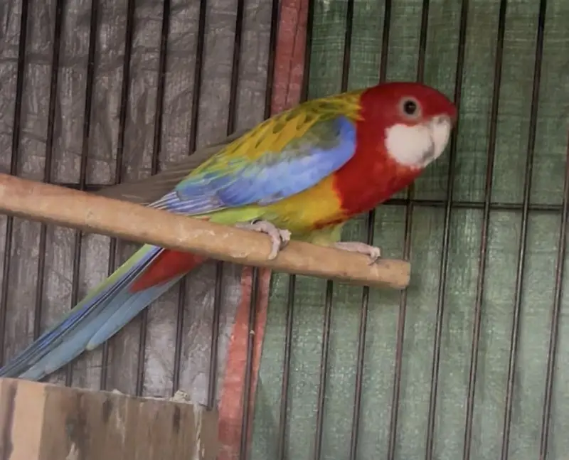 Rosella breeder pair — photo 3