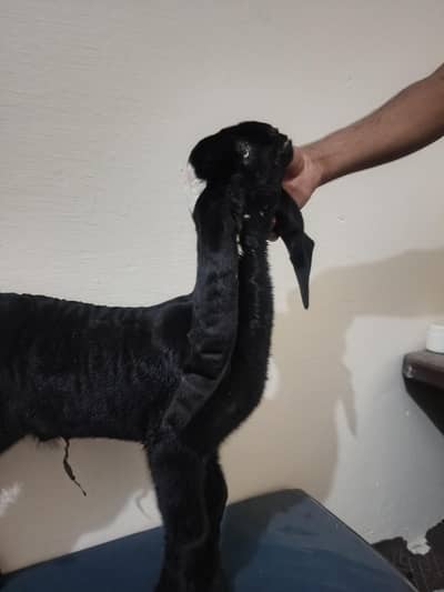 bacha for sale bakra ka bacha pure betal