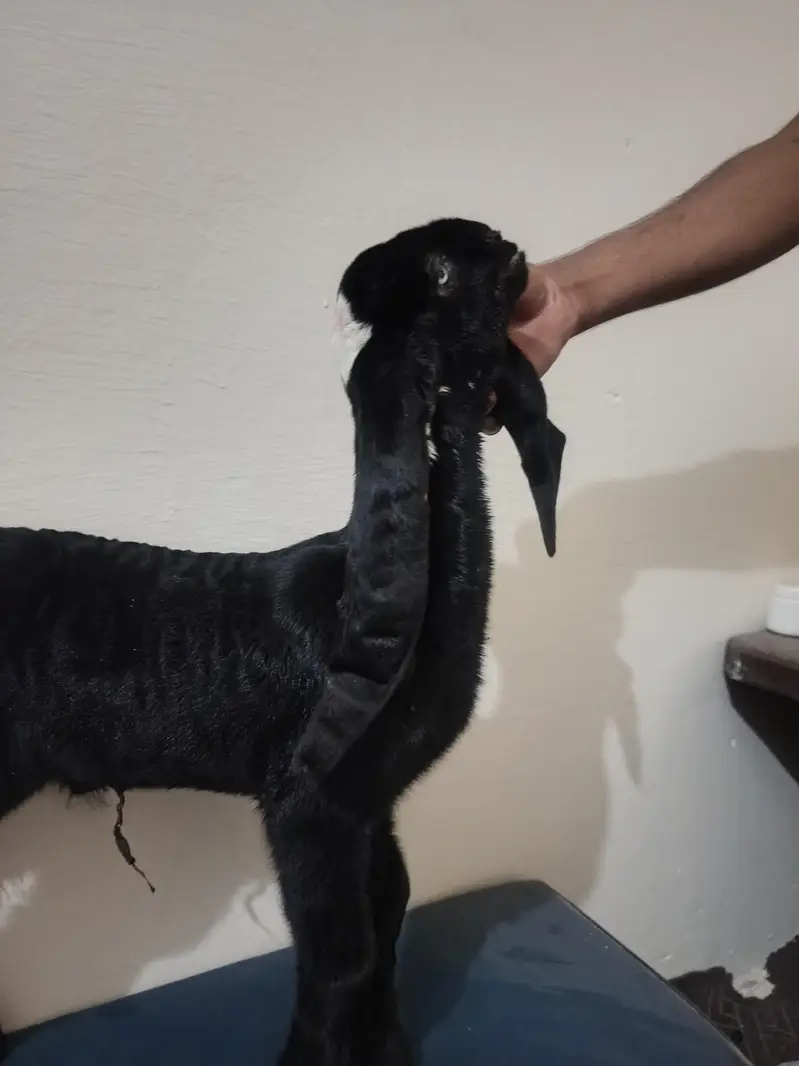bacha for sale bakra ka bacha pure betal