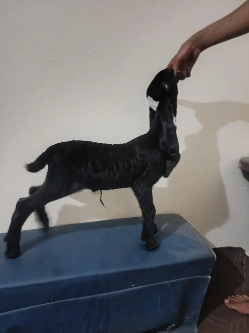 bacha for sale bakra ka bacha pure betal — photo 2