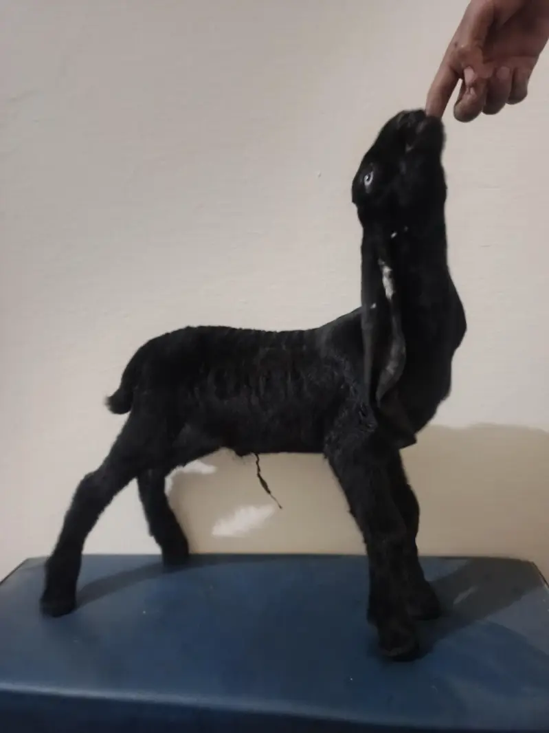 bacha for sale bakra ka bacha pure betal — photo 3