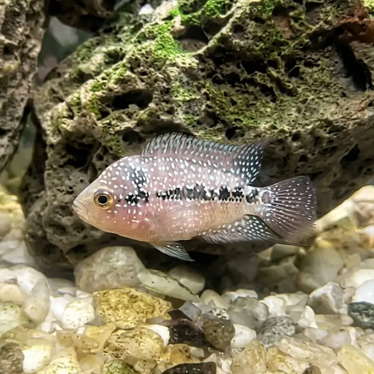 Monster Fishes — photo 2