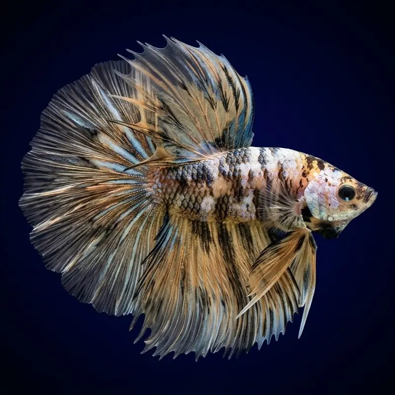 Monster Fishes — photo 3