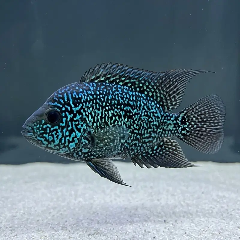 Monster Fishes — photo 5