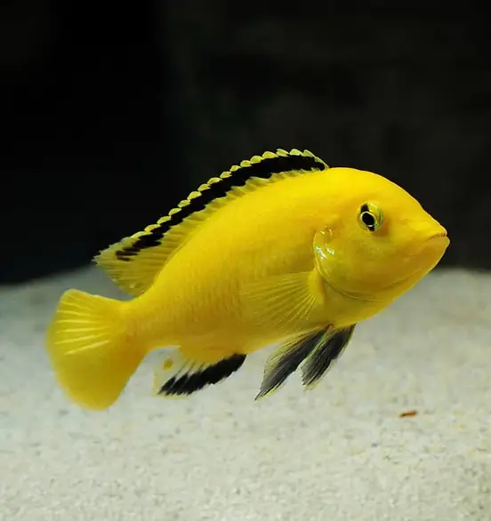 Monster Fishes — photo 6