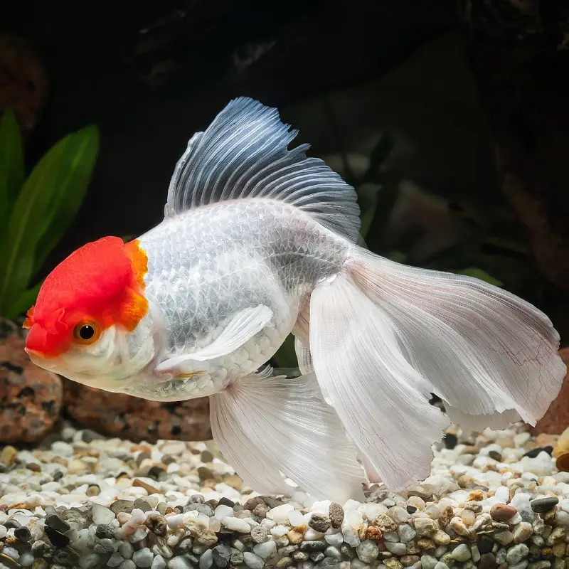 Monster Fishes — photo 10