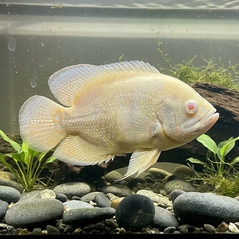Monster Fishes — photo 12