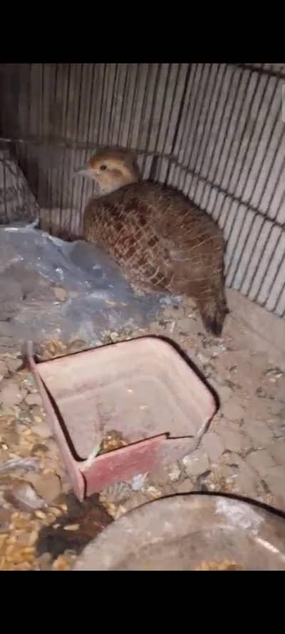 Breeder female hai irani teetar