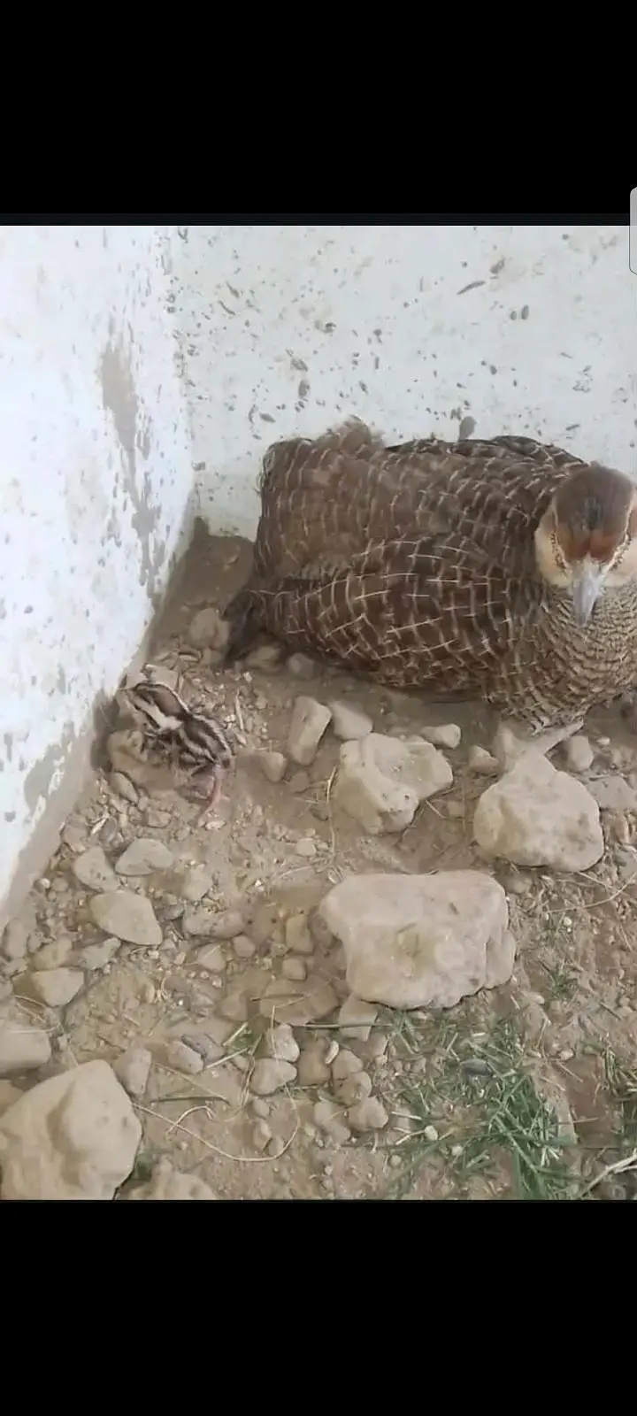 Breeder female hai irani teetar — photo 2