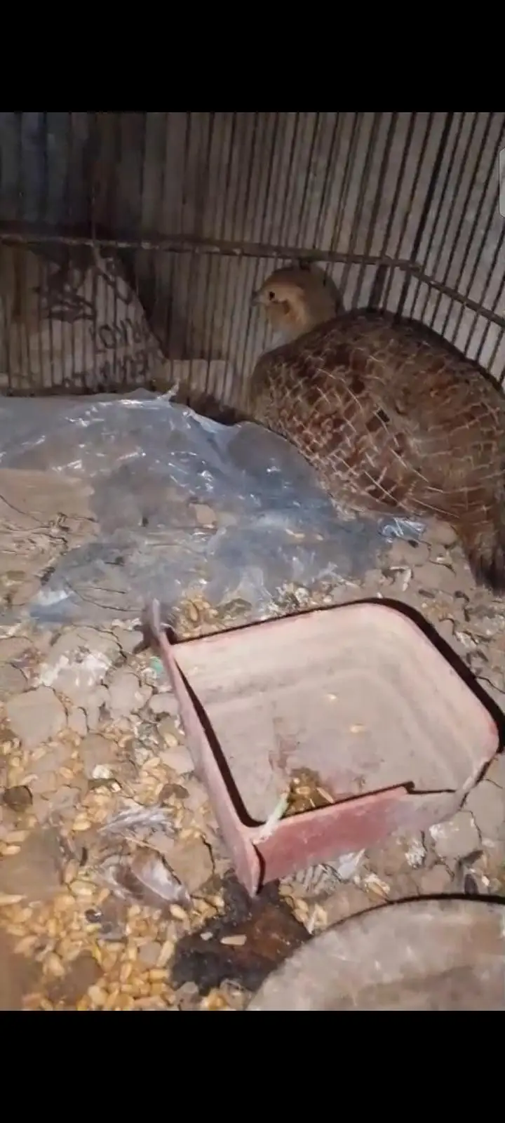 Breeder female hai irani teetar — photo 3