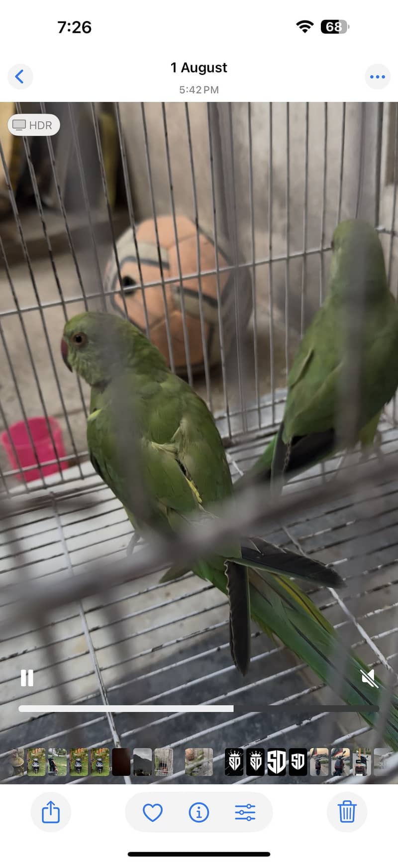 Green parrots 0