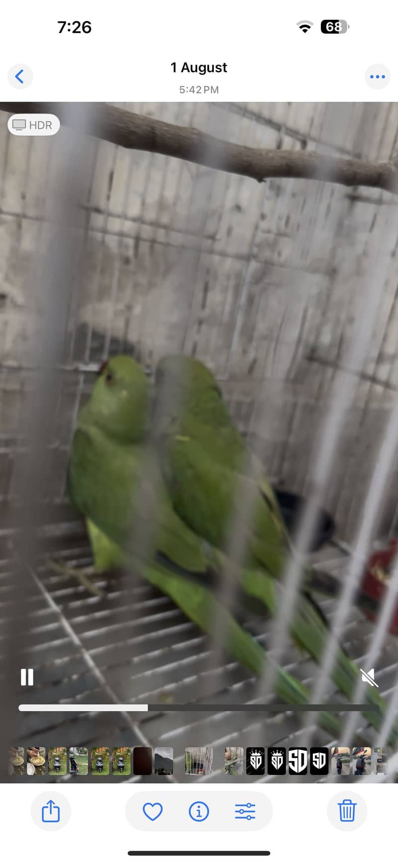 Green parrots 1