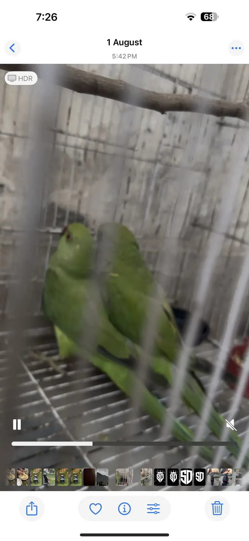 Green parrots — photo 2
