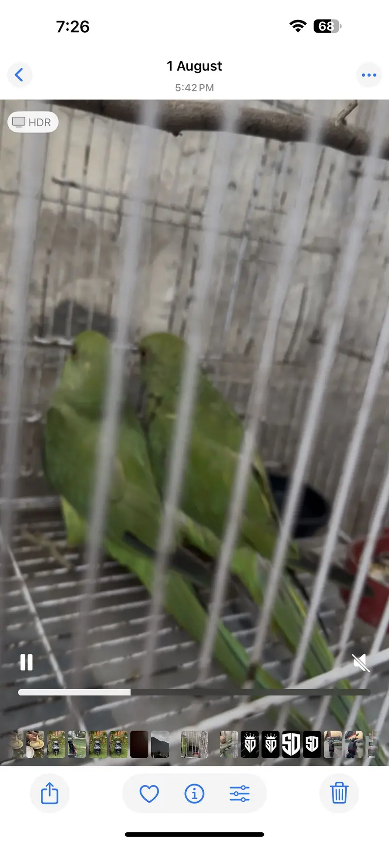 Green parrots — photo 3
