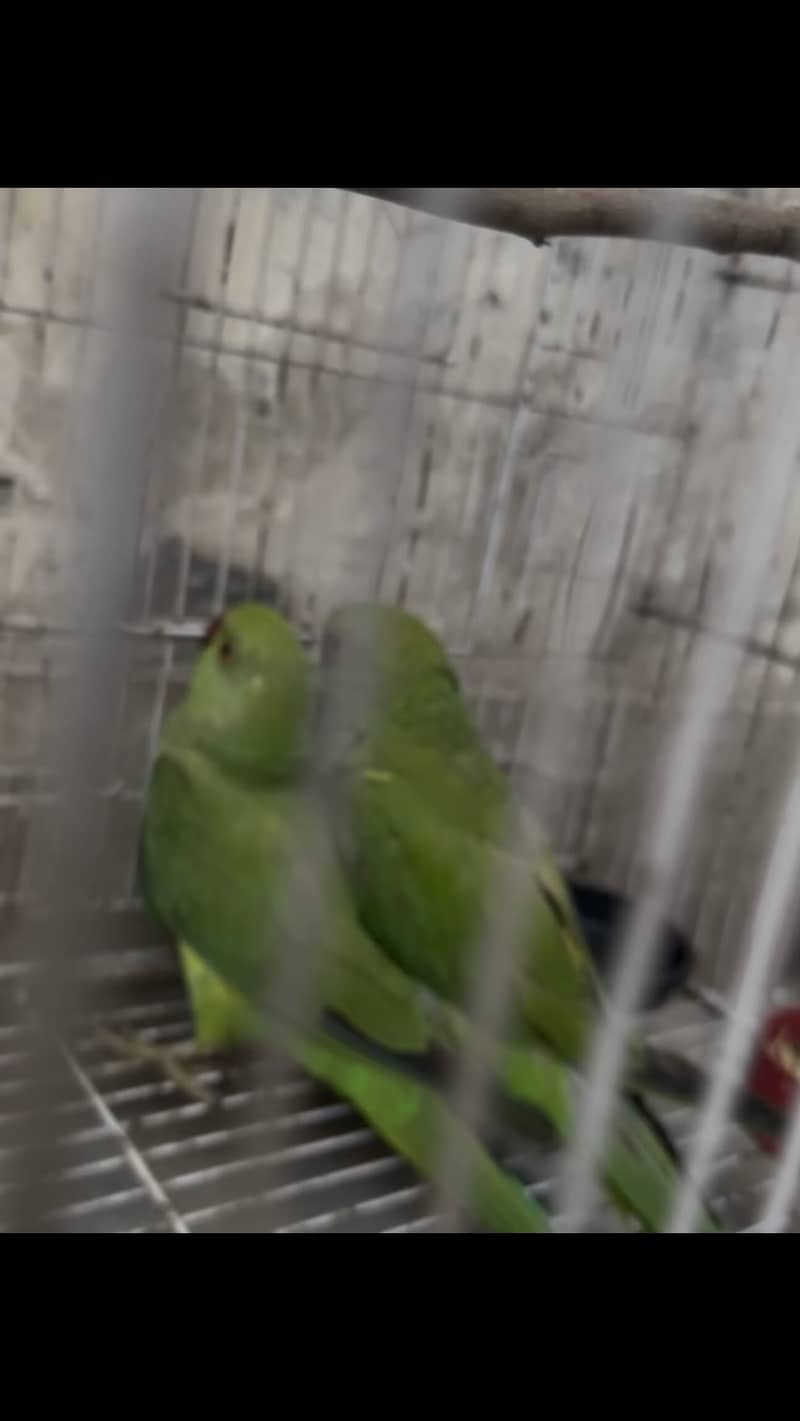 Green parrots 3