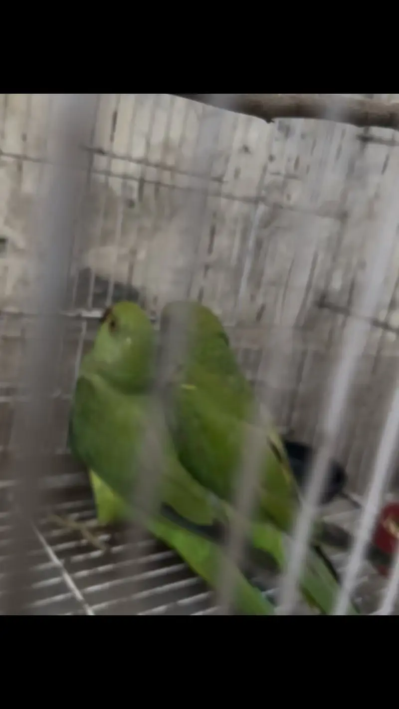 Green parrots — photo 4