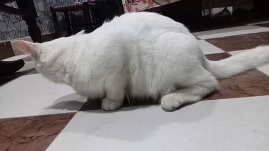 Pregnant Persian Cat