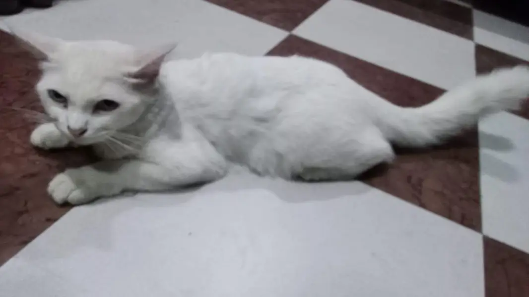 Pregnant Persian Cat — photo 2