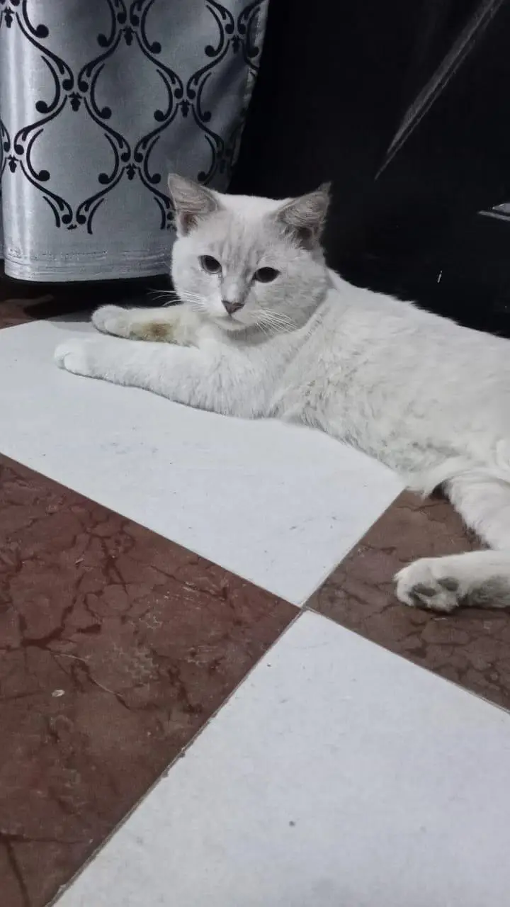 Pregnant Persian Cat — photo 3