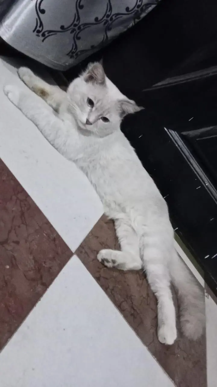 Pregnant Persian Cat — photo 4