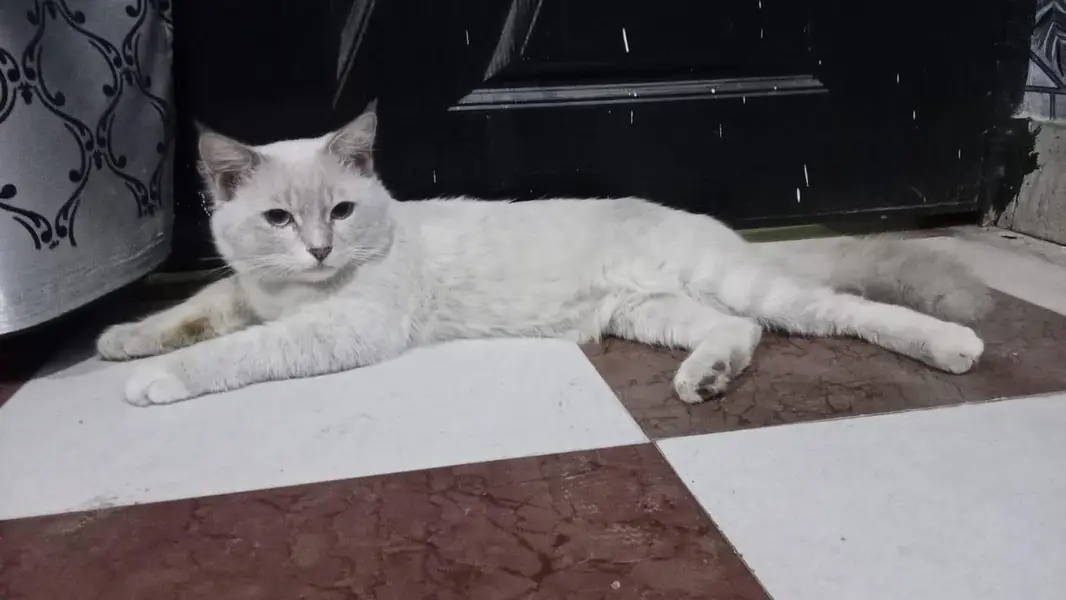 Pregnant Persian Cat — photo 5