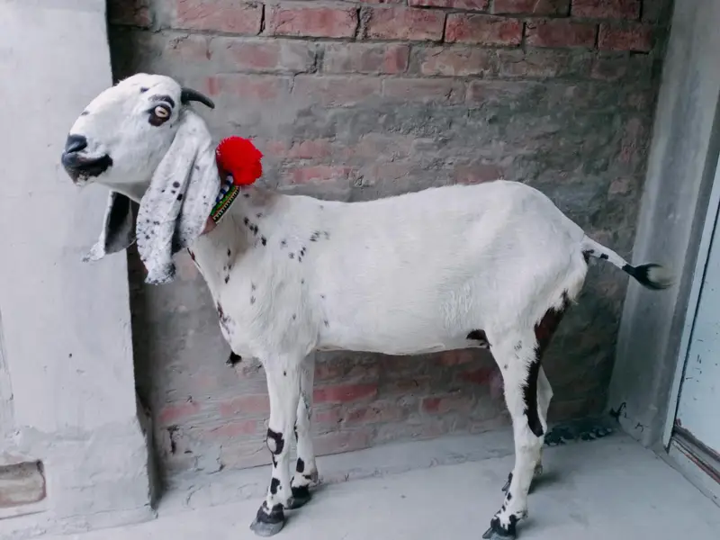 دو ماہ کی گبن بکری
