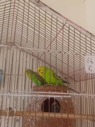 Australian king size parrot