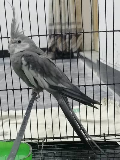 Grey & White Cockatiel Male